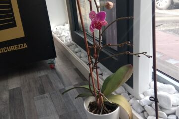 Marconi showroom Antica Serramenti